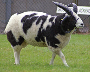 Irish Jacob Sheep Socks